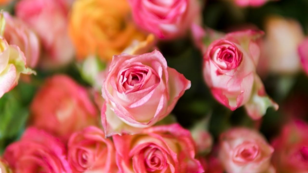 美丽的粉红玫瑰的顶视图